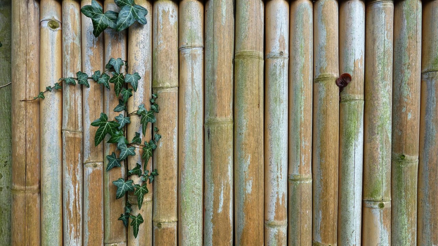 Bambous pour haies : 3 types que vous pourriez choisir – legalmenu.com