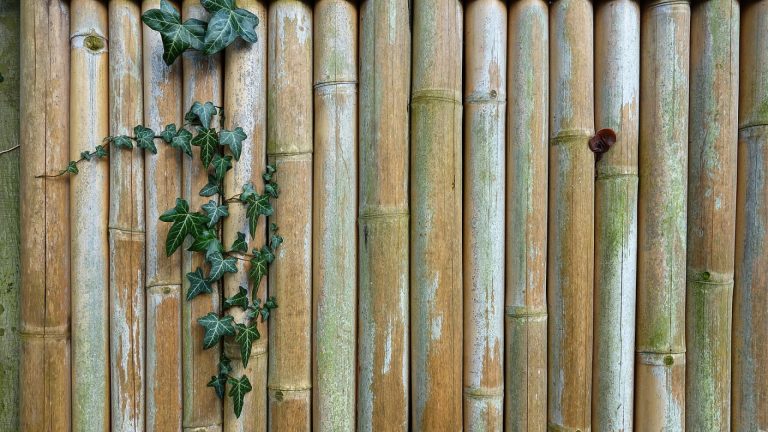 Bambous pour haies : 3 types que vous pourriez choisir