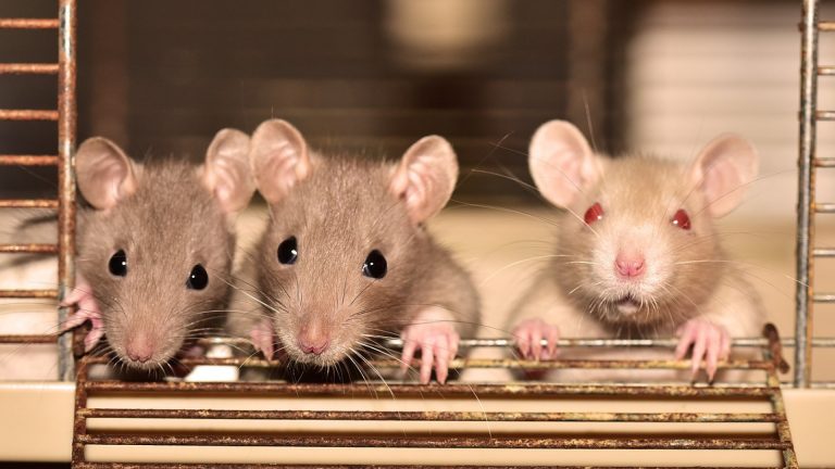 Présence de rats et de souris à Strasbourg : l’intervention d’un pro est indispensable